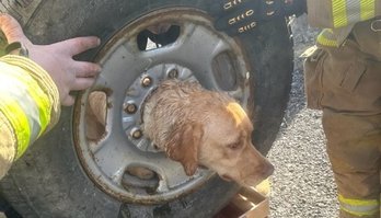 Bombeiros resgatam cachorra com cabeça presa em roda de carro (Bombeiros resgatam cachorra com cabeça presa em roda de carro)